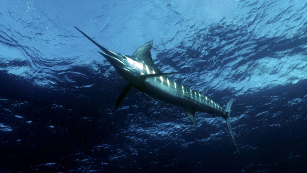 Ascension Island to be marine reserve