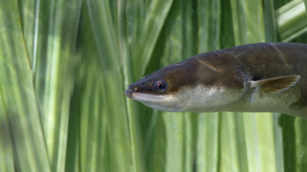 Eel migration study tells 'romantic' tale