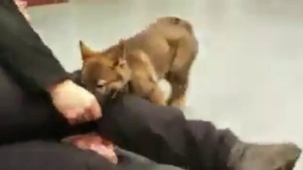 Greater Manchester Police puppy prepares for training