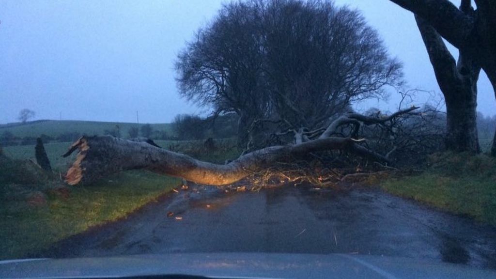 Game of Thrones tree felled