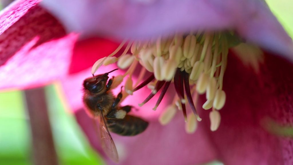 Bees' favourite plants revealed by Botanic Garden study BBC News