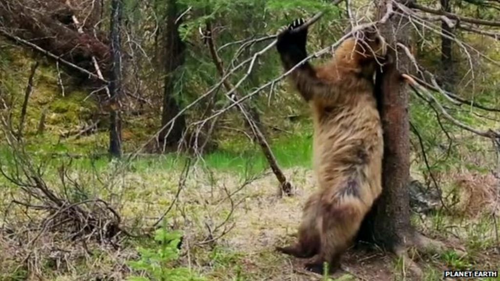 Watching the scratching bear is good for you