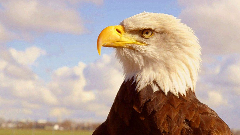 VIDEO: The eagle that chases drones