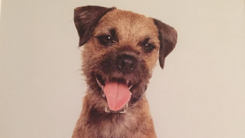 Dog theft reports rise 22% in two years in England and Wales