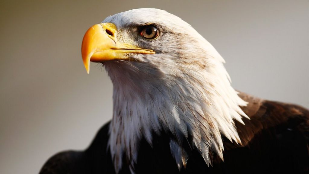 Man 'tried to hit' Crystal Palace eagle