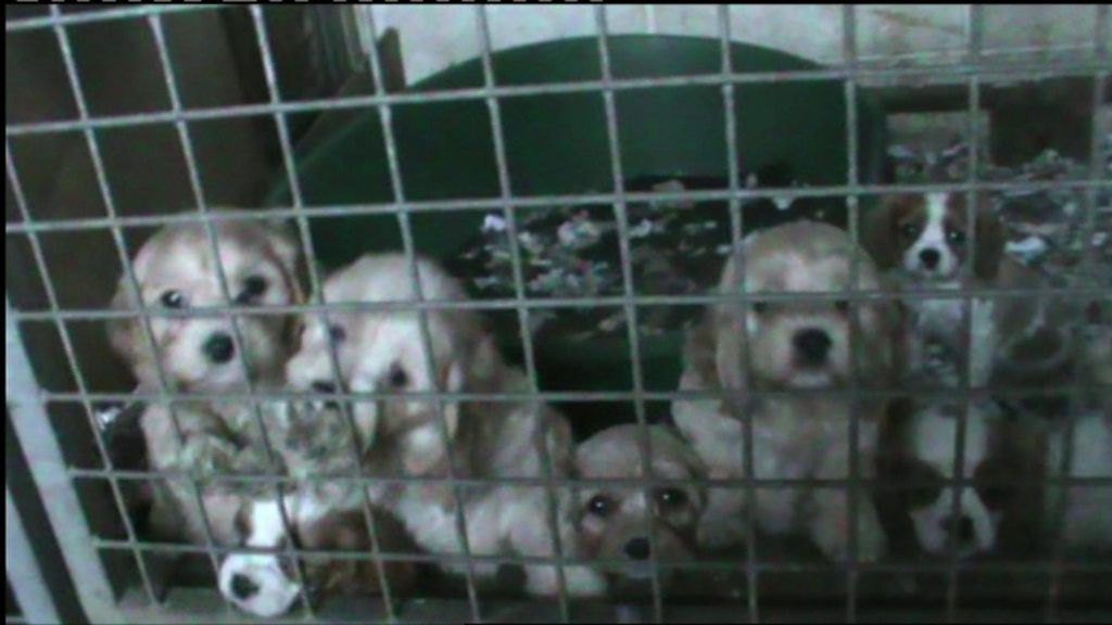 Footage shows caged puppies sold as home-reared