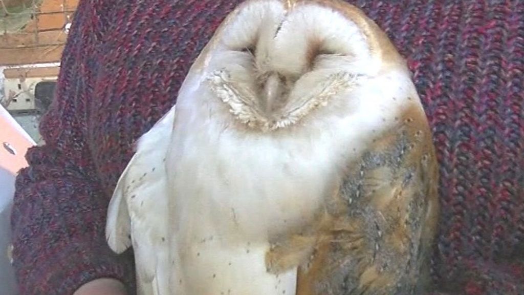 VIDEO: Helping hand for chilly owls