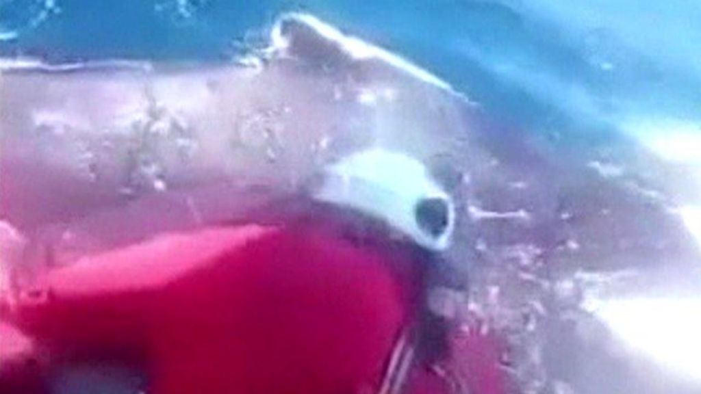 Peruvian fishermen recsue baby whale from met