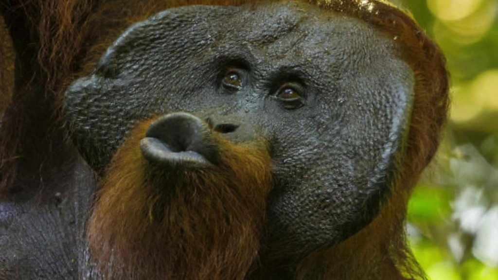 Study Shows Orangutans Use 'kiss Squeaks' To Communicate - BBC News