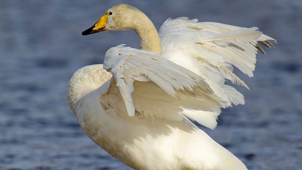 First NI bird flu case found in County Derry wild swan