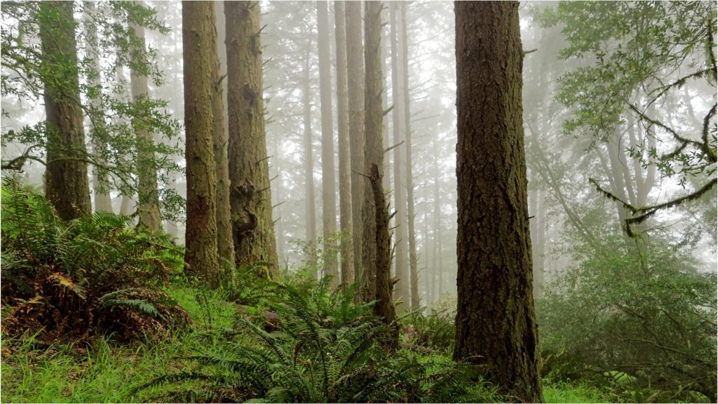 Can you prescribe nature?