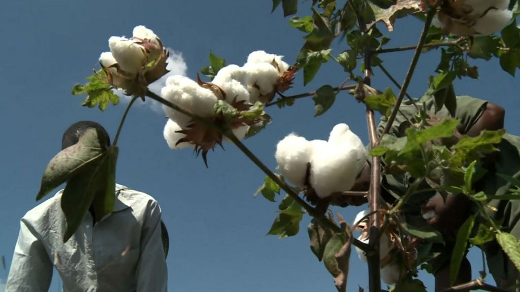 Farmers in Zimbabwe unpick relationship with cotton BBC News