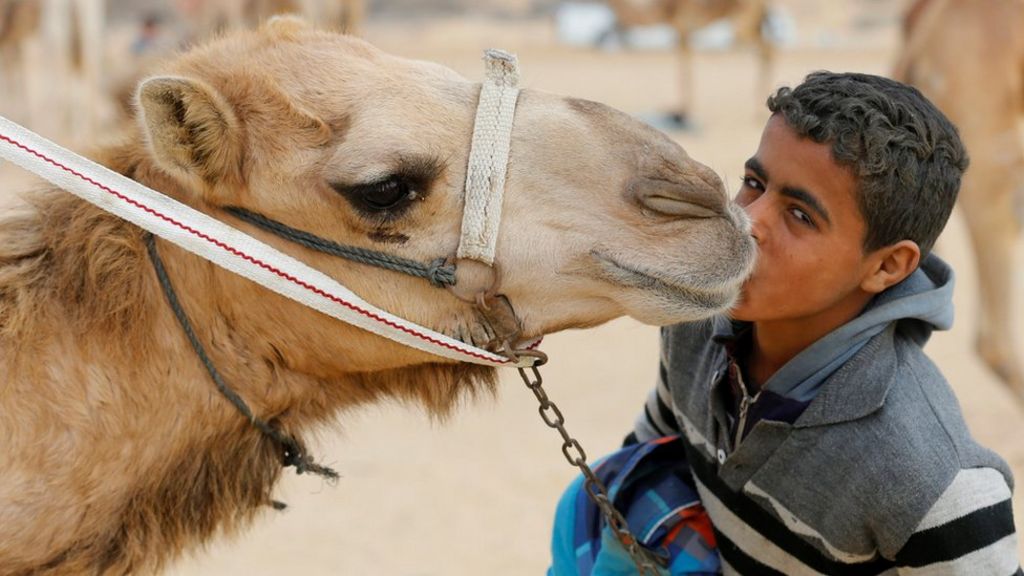Camel racing, jogging diplomats and blood drones