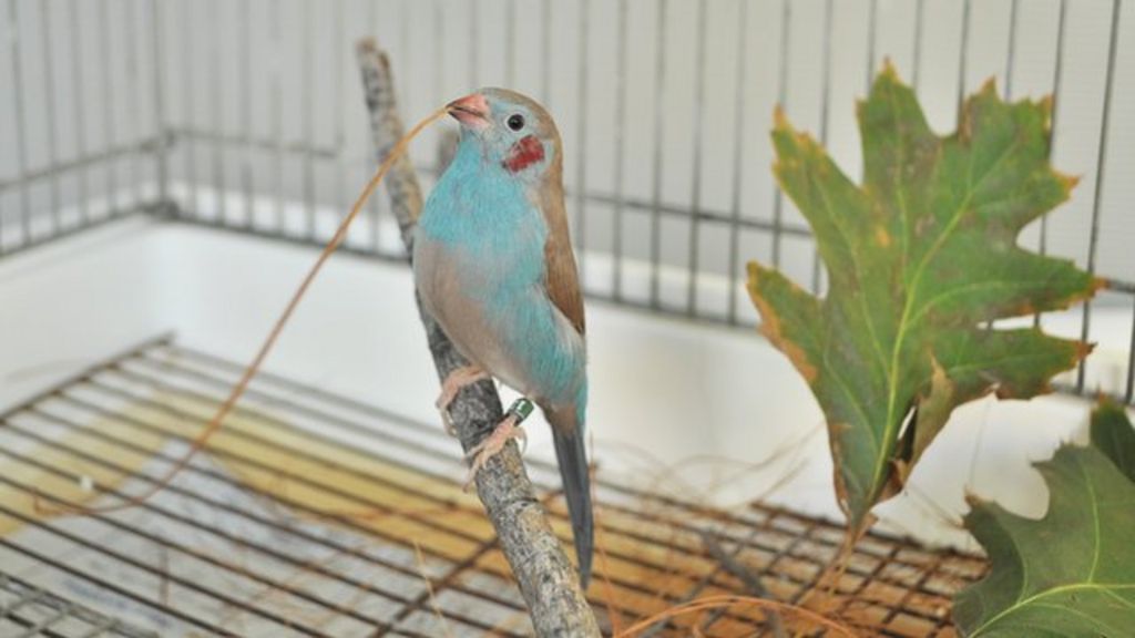 VIDEO: Video captures songbird quick-step