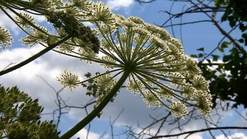 Giant hogweed &#039;UK&#039;s most dangerous plant&#039;, say rivers trust - BBC News