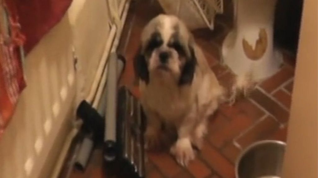 Solihull puppy farmer jailed for animal cruelty - BBC News