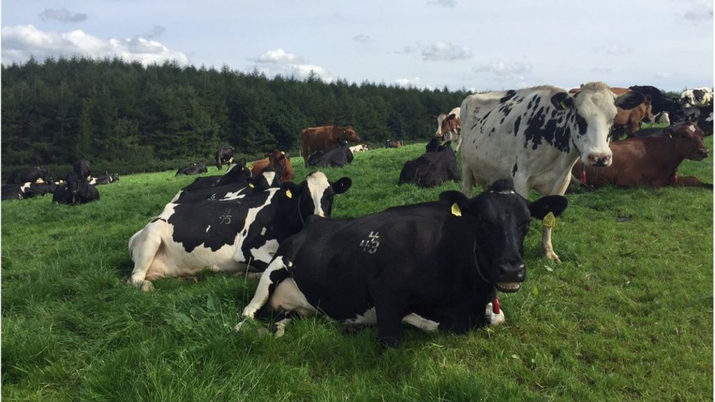 1,400 scientists attend Belfast livestock conference