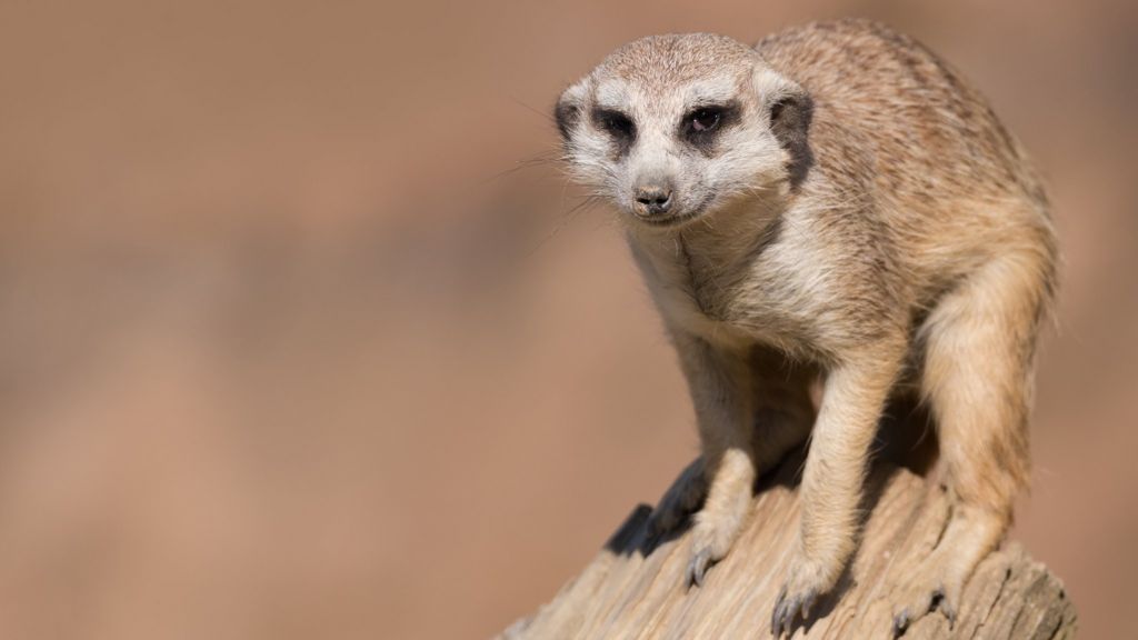 Meerkat live-streaming app 'dead'