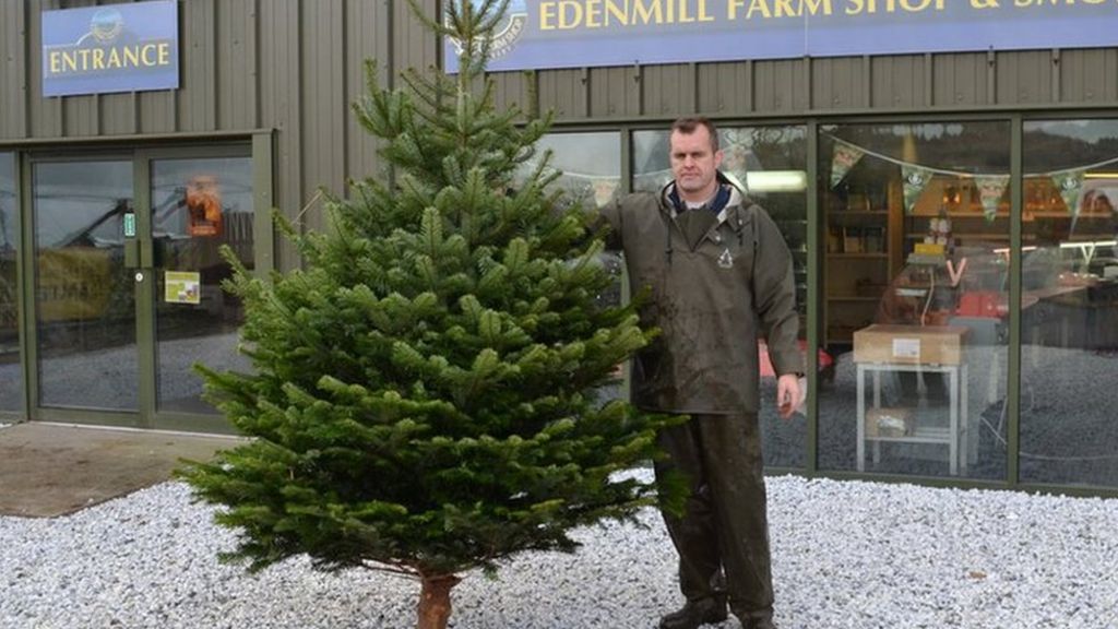 Christmas trees a longterm growth business BBC News