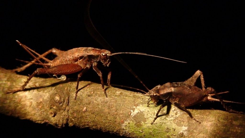 Cricket's call has 'predatory roots'