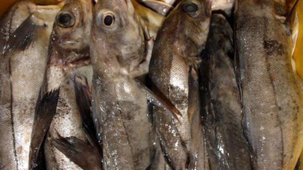 Fishing catch 'huge underestimate'