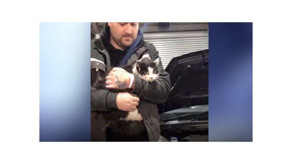 Essex mechanics turn cat rescue heroes