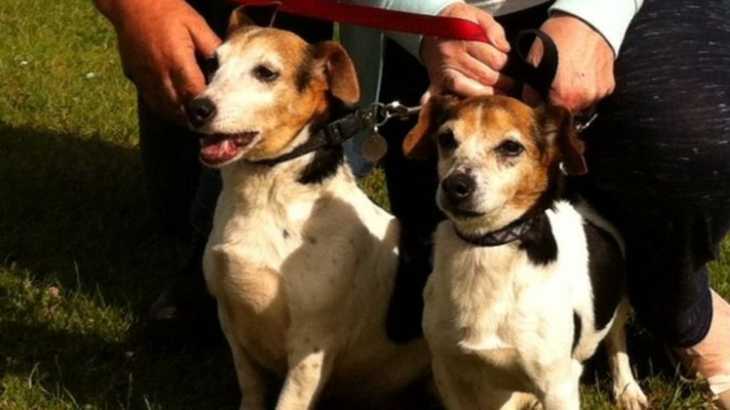 Stolen dog reunited with owners