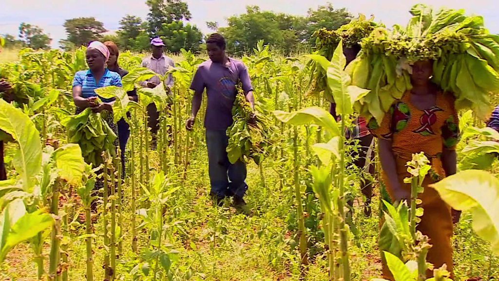 Zimbabwe's cash-strapped tobacco farms