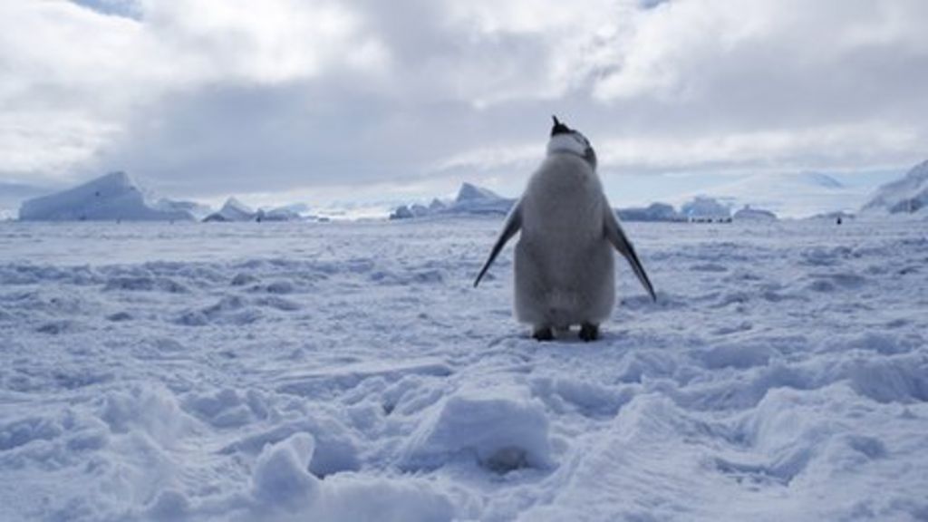 World's largest marine protected area declared in Antarctica