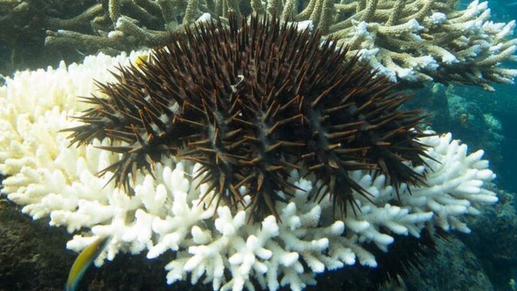 Vinegar could help save Barrier Reef