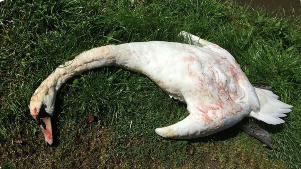Swan shot dead in 'appalling act'