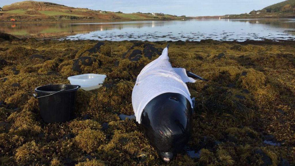 Dolphins suspected in whale attack