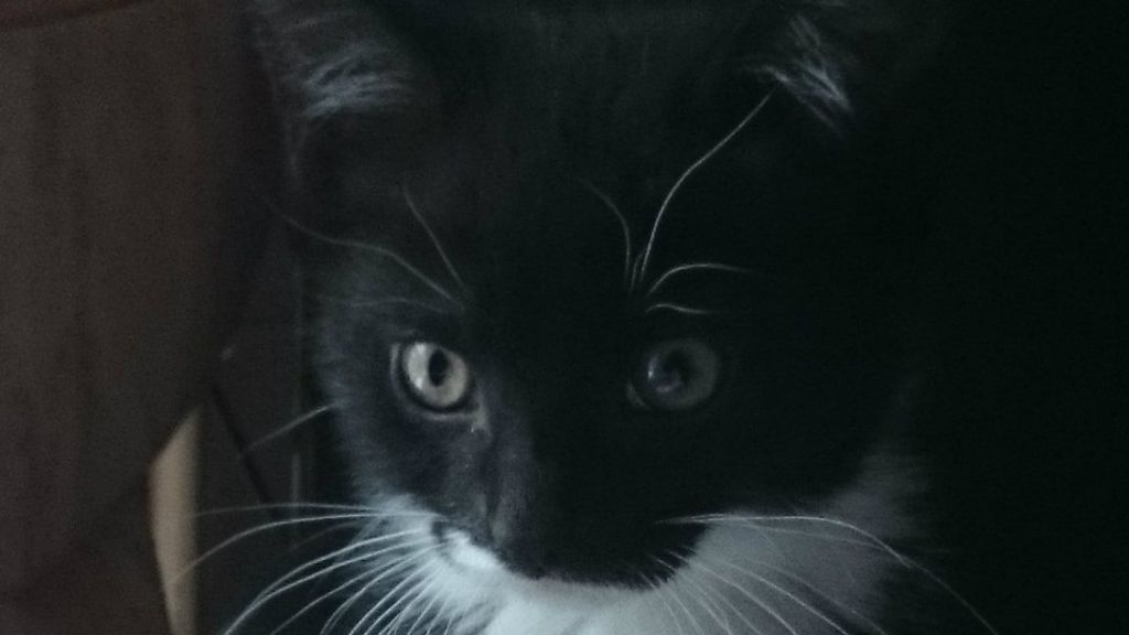 Two cats found 'tied up and killed ' in Wolverhampton