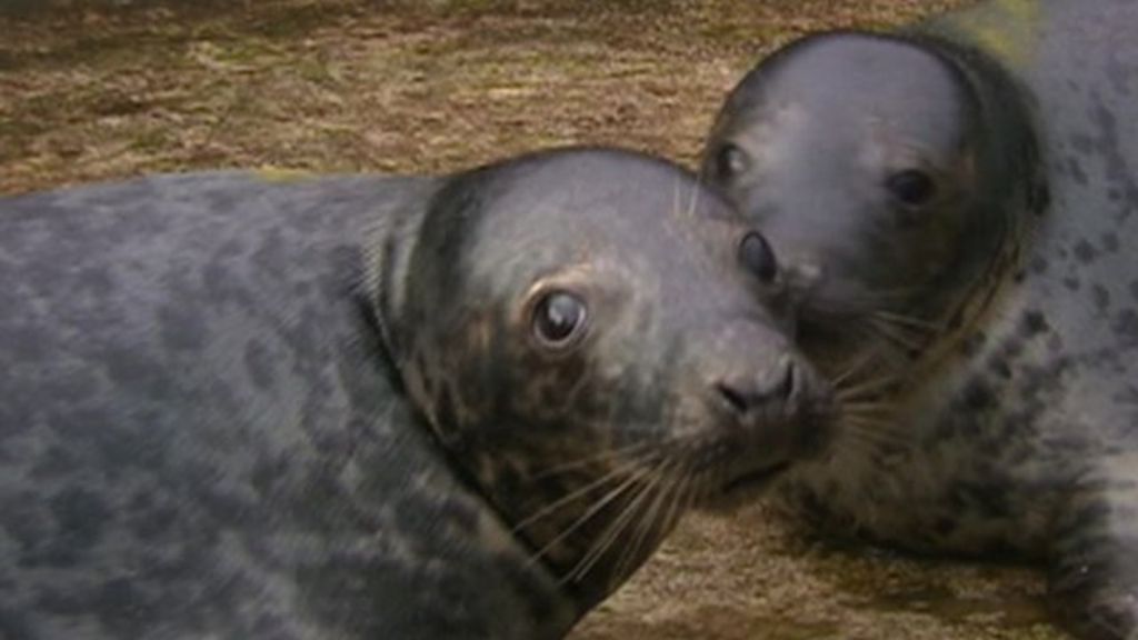 Grey seal twin pups 'a world first'