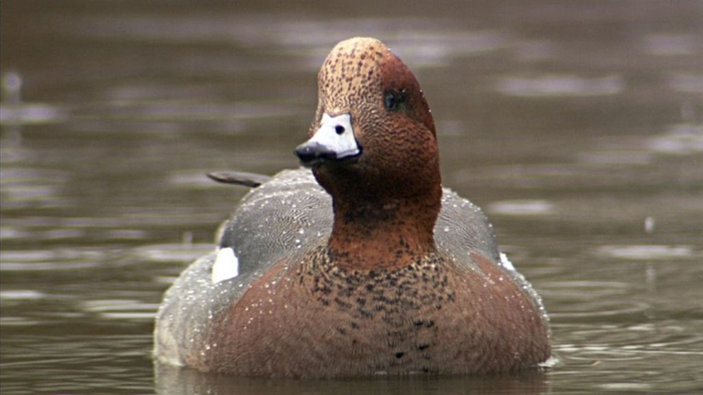 Bird flu: Second confirmed case in Republic of Ireland