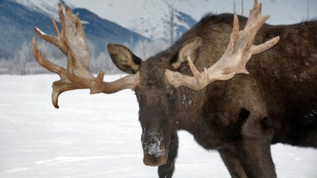 Moose on the loose as Alaska warms