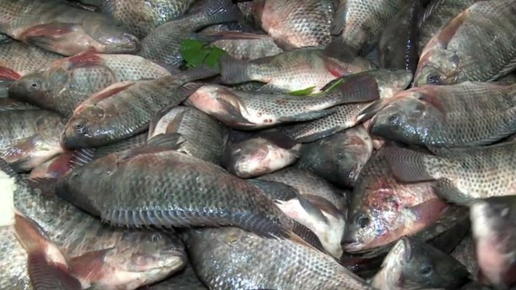 feed-and-seed-addressing-challenges-in-zambian-aquaculture-the-fish-site