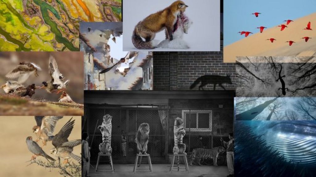 VIDEO: Close-Up: Award-winning wildlife photos