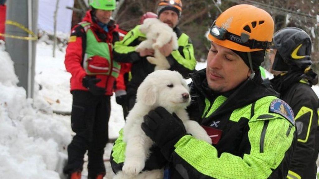 Italy avalanche: Puppies rescued from hotel after five days