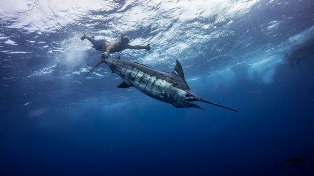 VIDEO: Spearing giants in 'ocean's Jurassic Park'