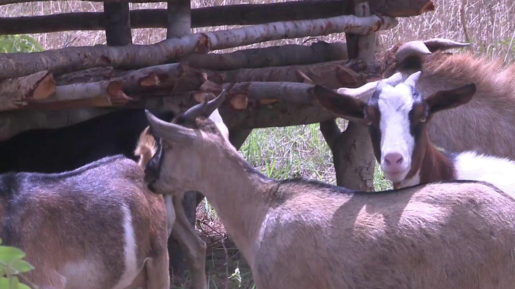 Zambian goat farmers see surge in demand
