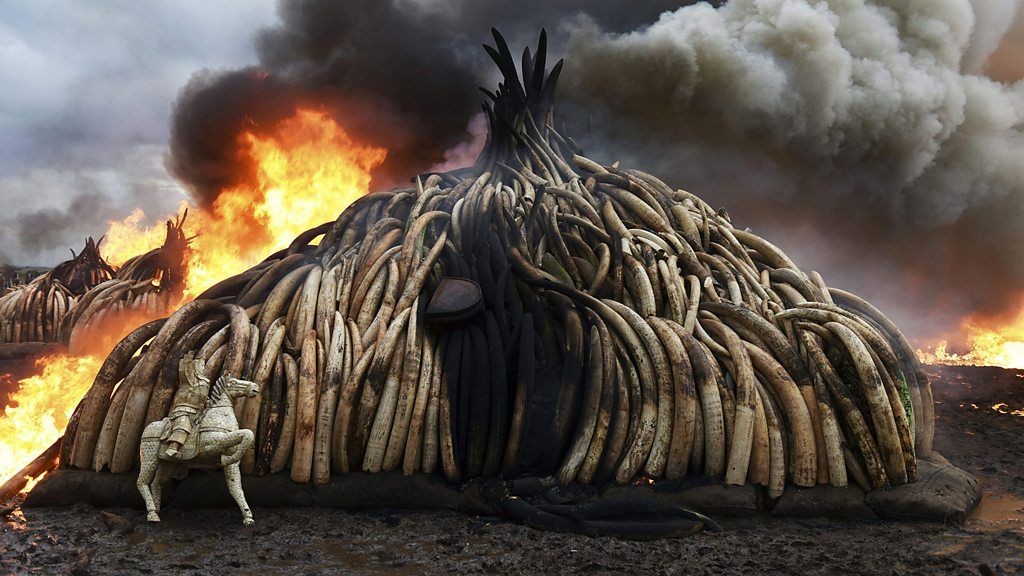 Fearnley-Whittingstall on ivory trade 'ban'