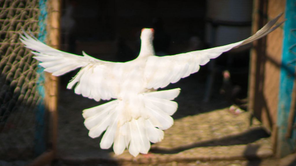In search of Syria's pigeon smugglers