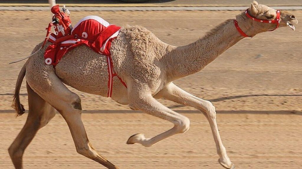 How camel racing is now a market worth millions. 