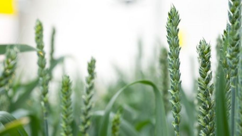 New 'super yield' GM wheat trial gets go-ahead