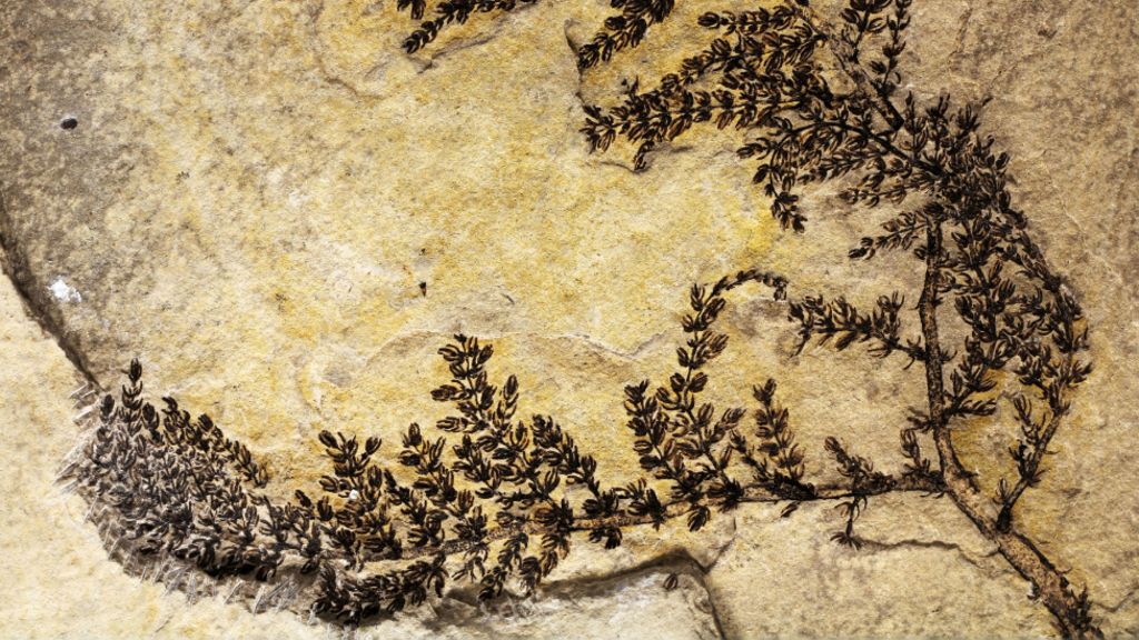 Ancient plant 'could be first flower'