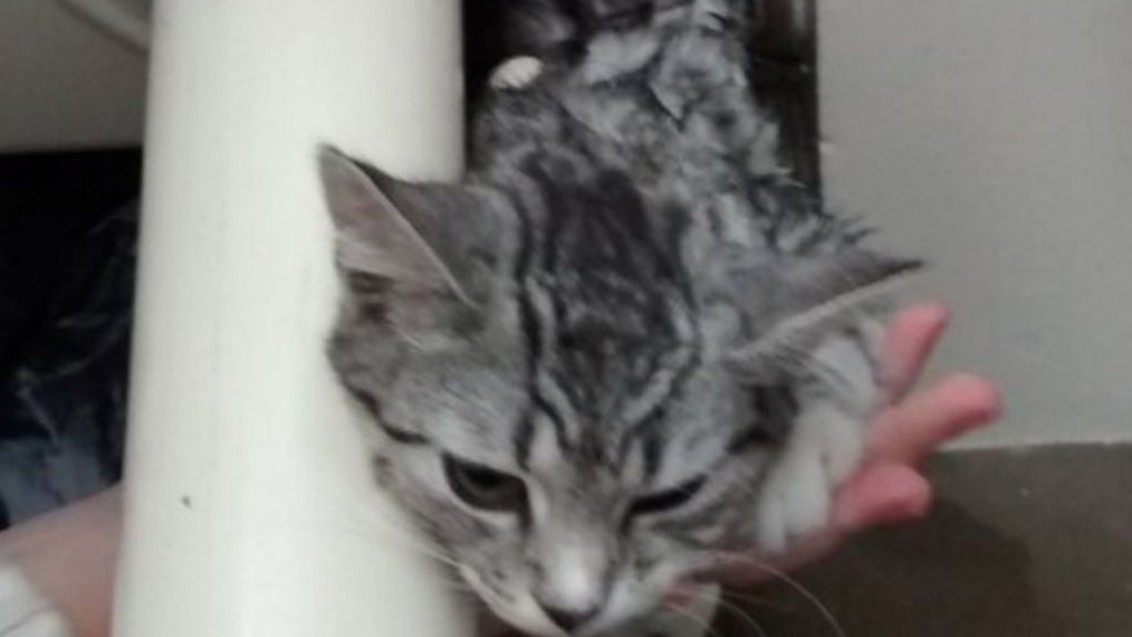 Cat rescued after getting wedged in stairlift