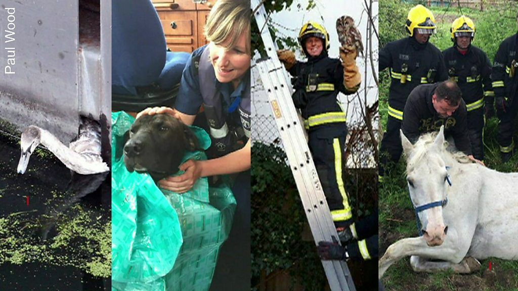 London Fire Brigade rescue more than 500 animals in a year