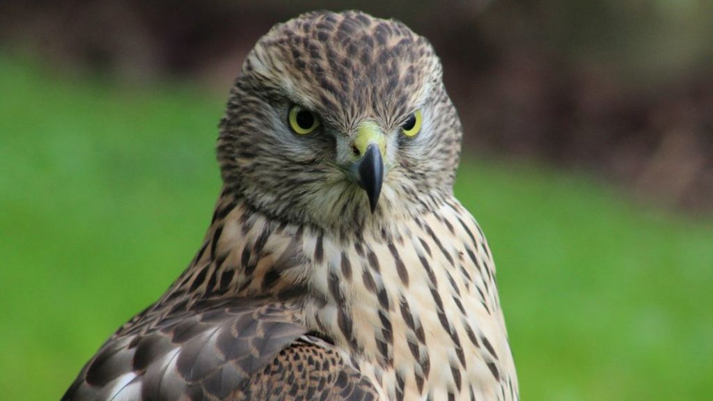 How buzzards came to fly over the UK again BBC News