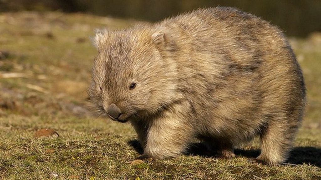 VIDEO: Battling deadly disease in wombats